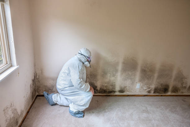 Reliable Pittsburgh, PA Mold Removal Solutions